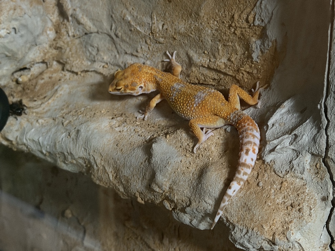 Leopardgecko