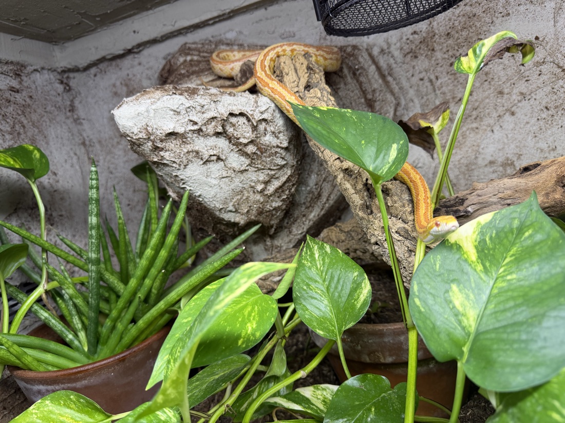 Terrarium